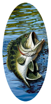 DG5000-530 Jumping bass